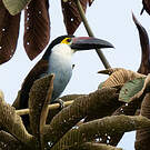Toucan à bec noir
