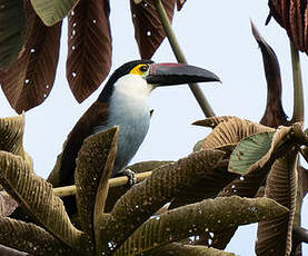 Toucan à bec noir