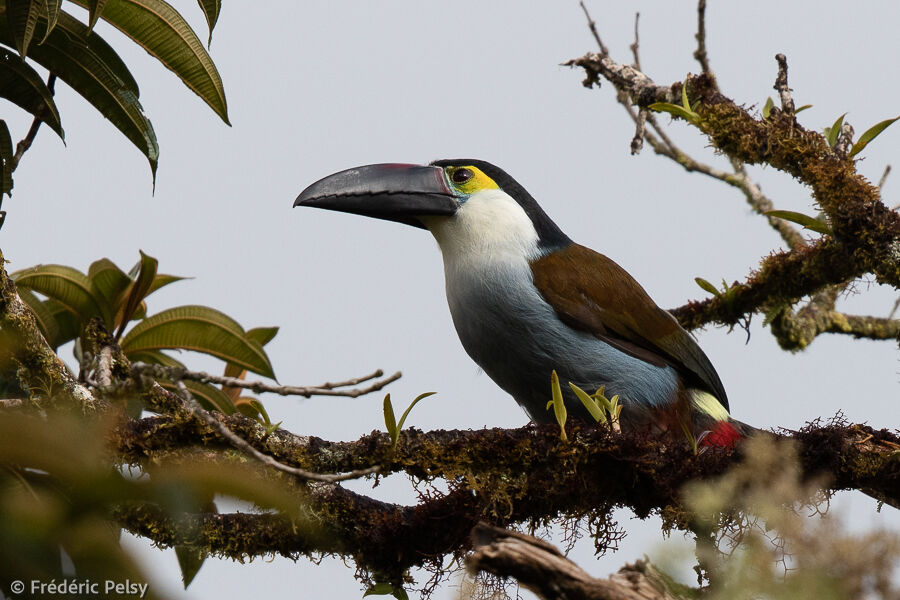 Toucan à bec noir