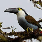Toucan à bec noir
