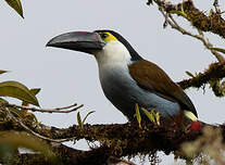 Toucan à bec noir