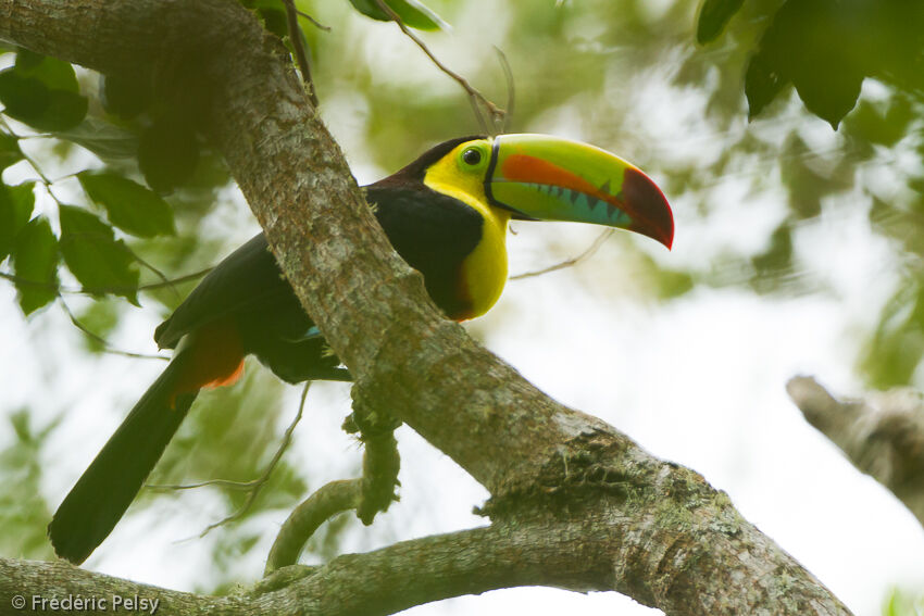 Toucan à carèneadulte