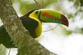 Toucan à carène