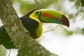 Toucan à carène