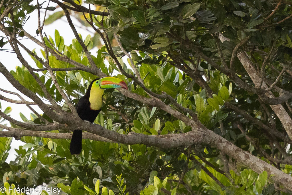 Toucan à carène