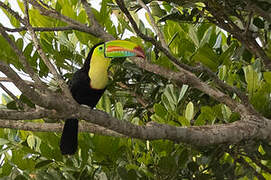 Keel-billed Toucan