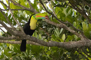 Toucan à carène