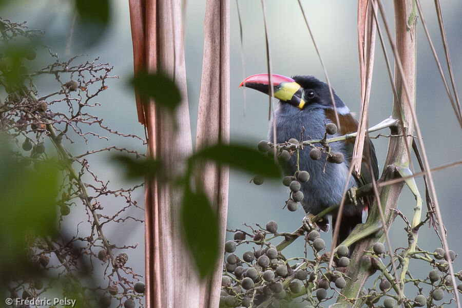 Grey-breasted Mountain Toucan