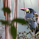 Toucan bleu