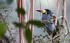 Grey-breasted Mountain Toucan