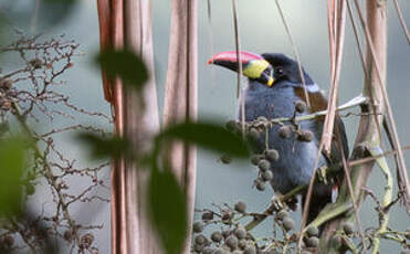 Toucan bleu