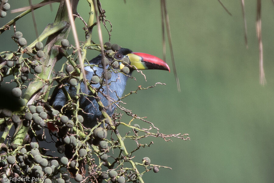 Toucan bleu