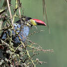 Toucan bleu