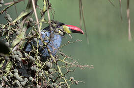 Grey-breasted Mountain Toucan