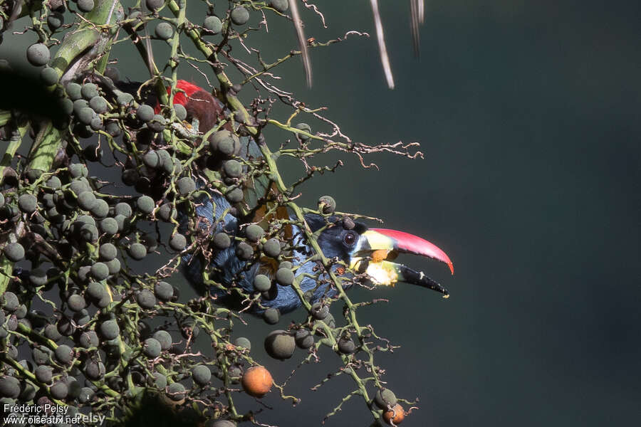 Toucan bleuadulte, régime, mange