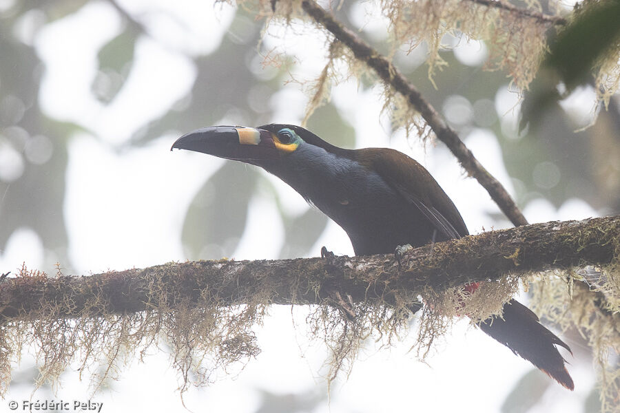 Toucan montagnard