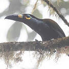 Toucan montagnard