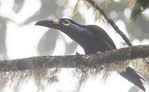 Toucan montagnard