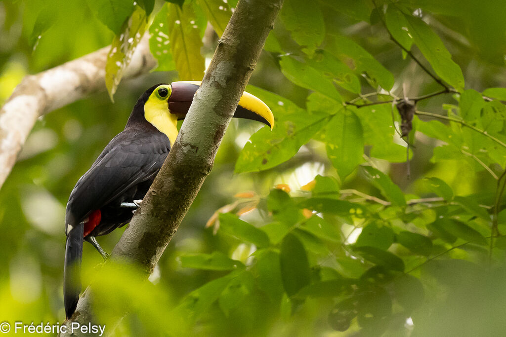 Toucan tocard