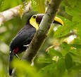 Toucan tocard