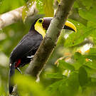 Toucan tocard