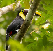 Yellow-throated Toucan