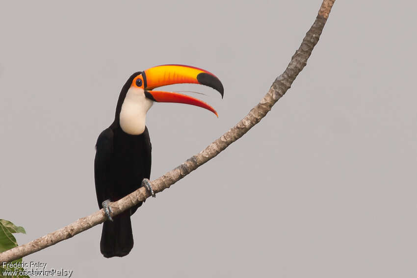 Toucan tocoadulte, portrait