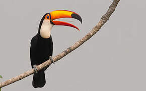 Toco Toucan