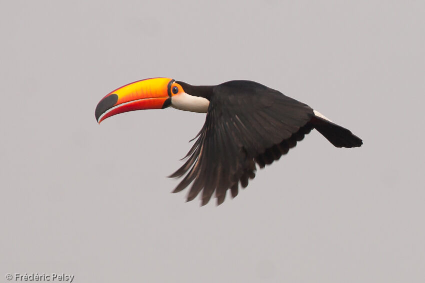 Toco Toucan, Flight