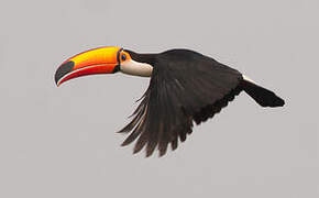 Toco Toucan