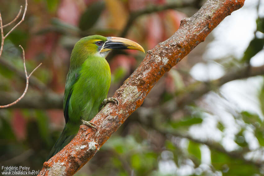 Toucanet à bec sillonnéadulte, identification