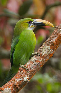 Toucanet à bec sillonné