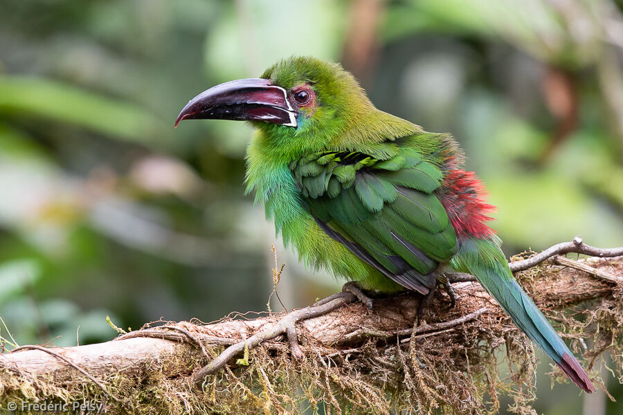 Toucanet à croupion rouge