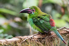 Toucanet à croupion rouge