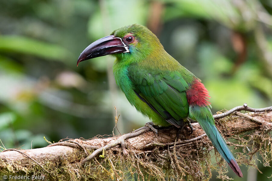 Crimson-rumped Toucanet