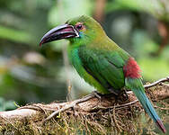 Toucanet à croupion rouge