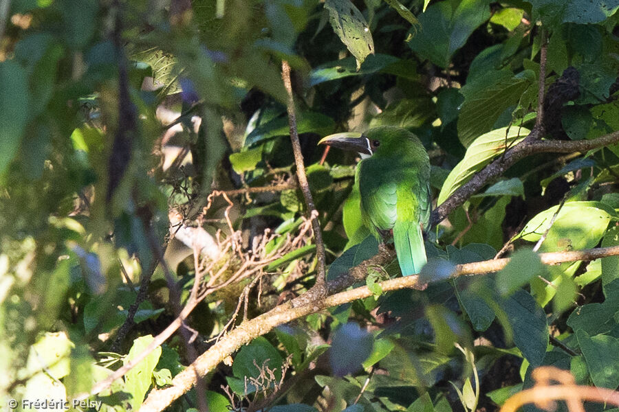 Toucanet à gorge blanche