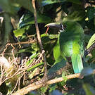 Toucanet à gorge blanche
