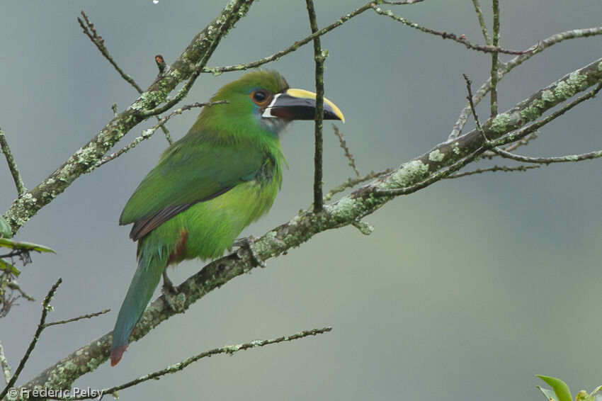 Blue-throated Toucanet