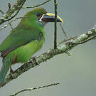 Toucanet à gorge bleue