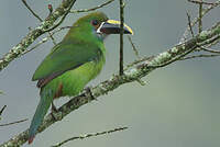 Toucanet à gorge bleue