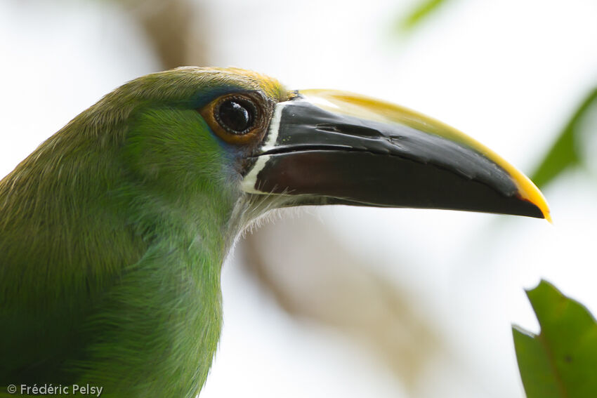 Toucanet à gorge bleue