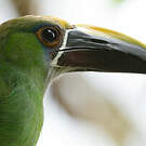Toucanet à gorge bleue