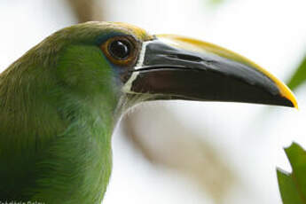 Toucanet à gorge bleue