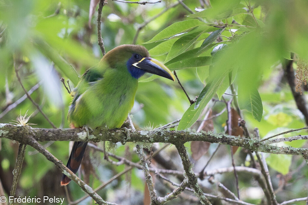 Toucanet à gorge bleue