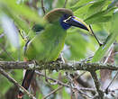 Toucanet à gorge bleue