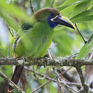 Toucanet à gorge bleue