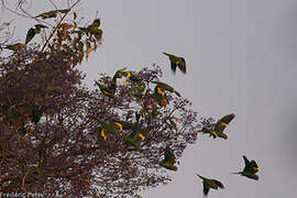 Yellow-chevroned Parakeet