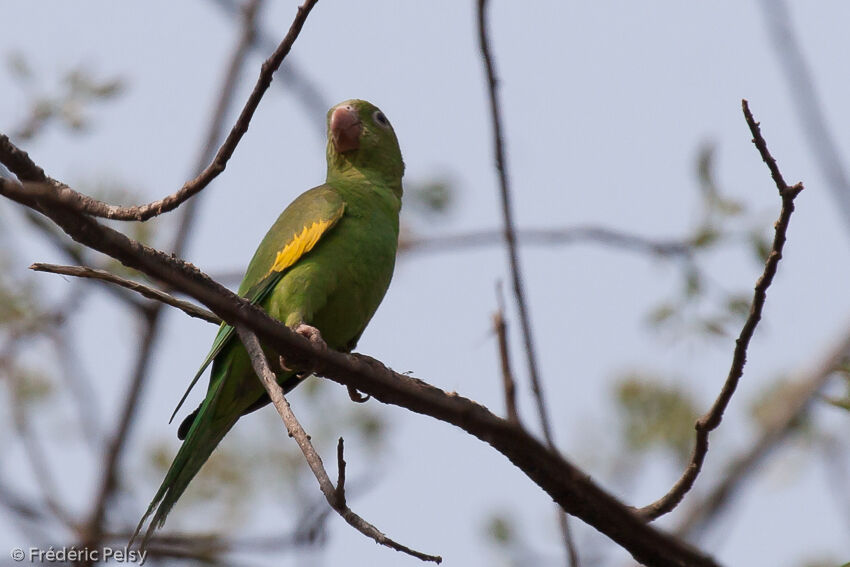 Yellow-chevroned Parakeet