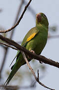 Yellow-chevroned Parakeet